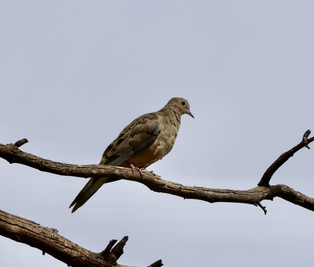 Mourning Dove - ML622086413