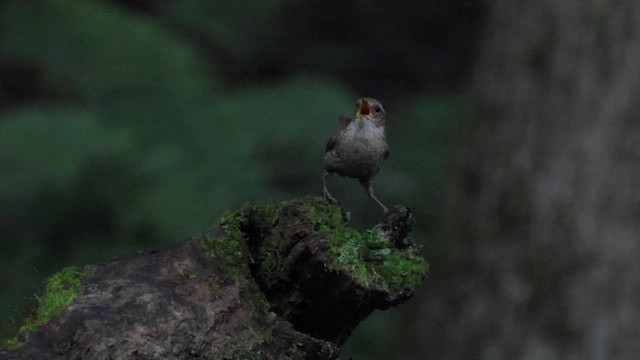 Winter Wren - ML622086423