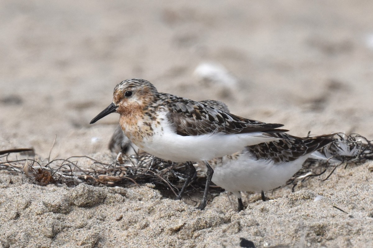 Sanderling - ML622086457