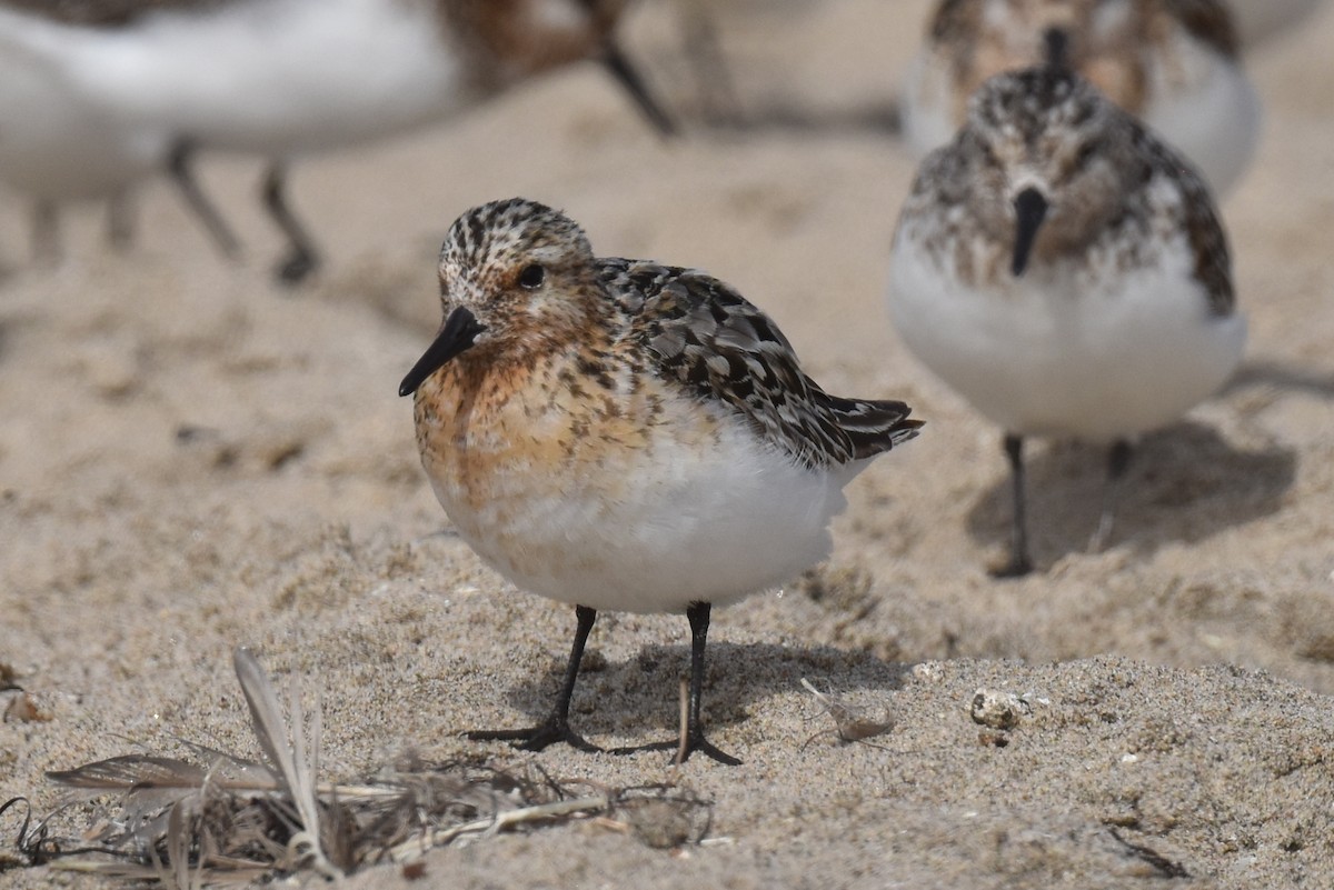 Sanderling - ML622086458