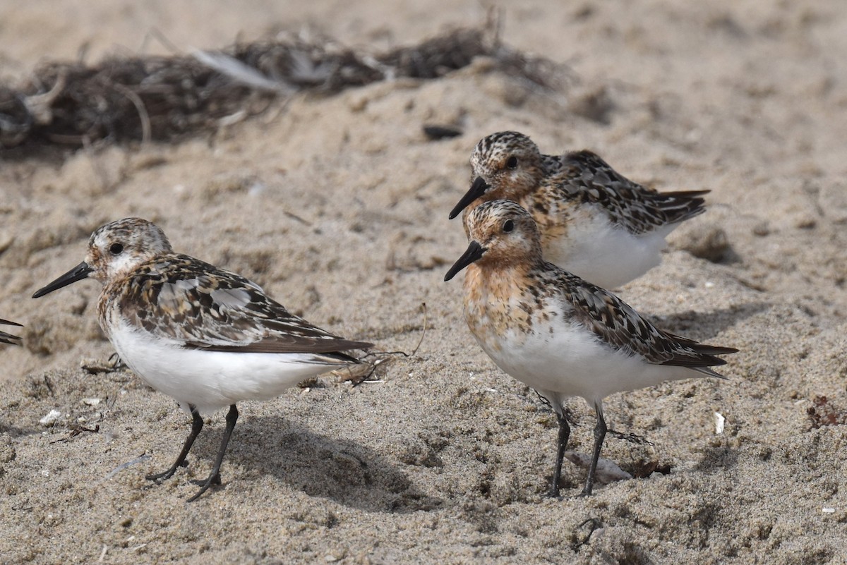 Sanderling - ML622086459