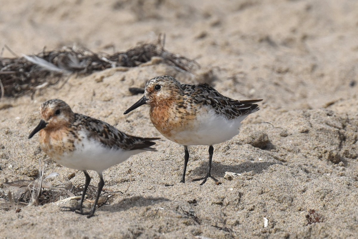 Sanderling - ML622086460