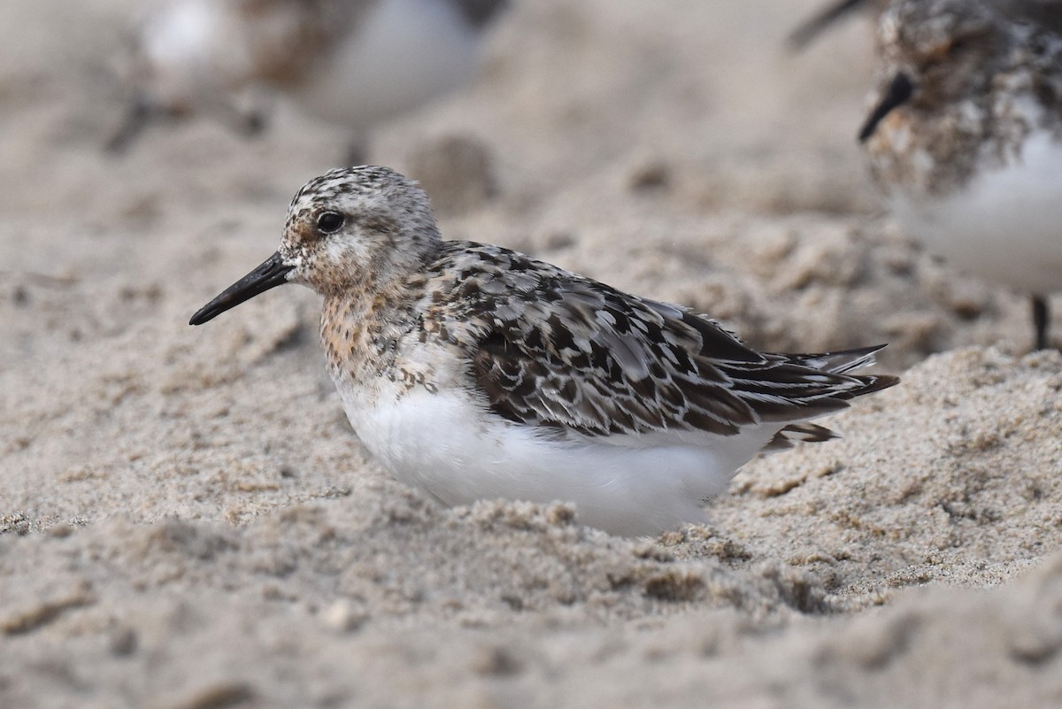 Sanderling - ML622086461