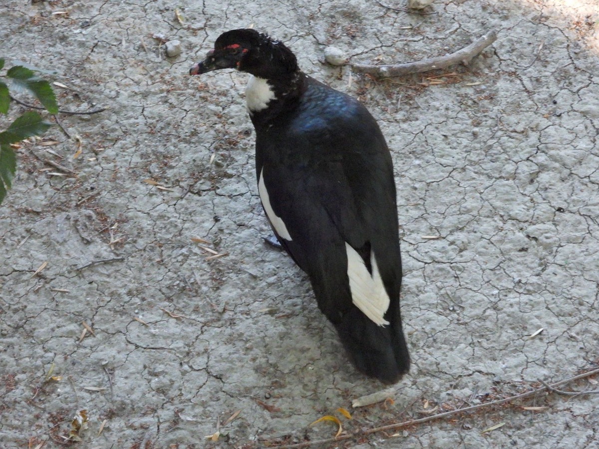 Muscovy Duck (Domestic type) - ML622086464