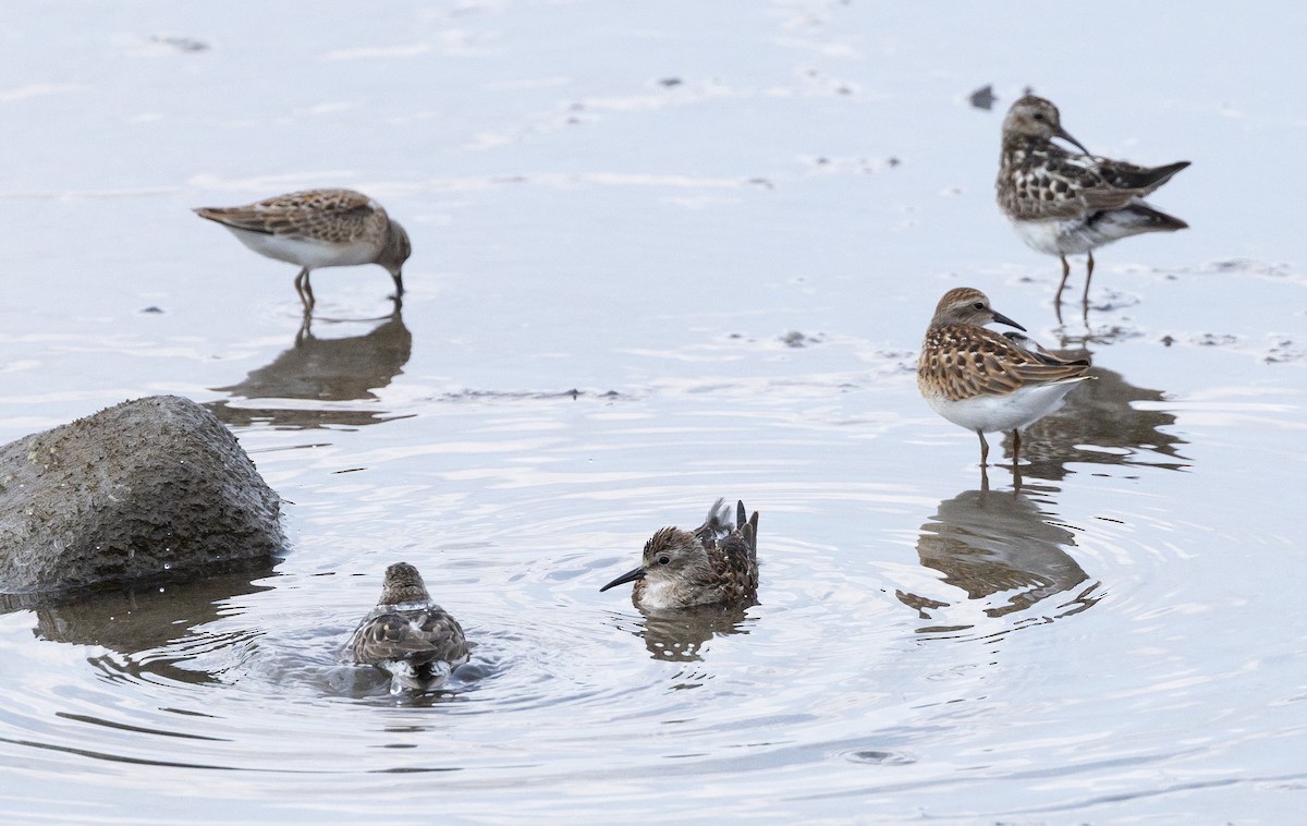 Least Sandpiper - ML622086490