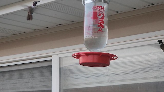 Black-chinned x Broad-tailed Hummingbird (hybrid) - ML622086514