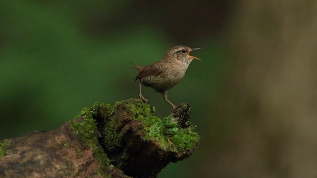 Winter Wren - ML622086515