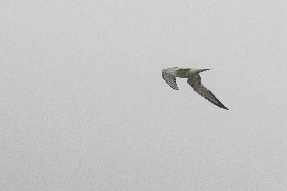 Common Tern - Ramesh Shenai