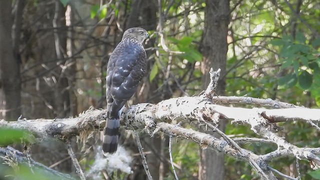 Cooper's Hawk - ML622086531