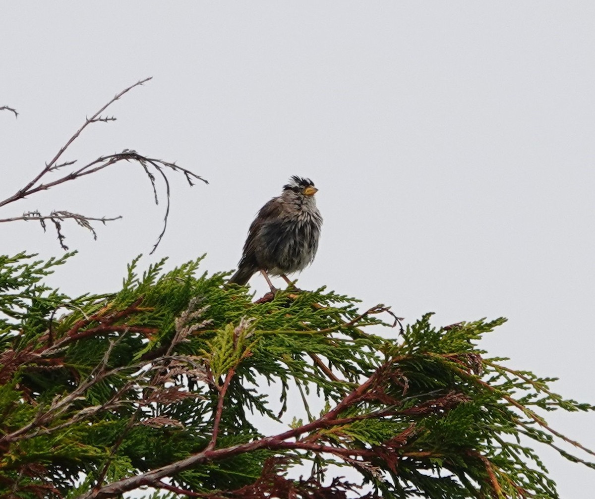 White-crowned Sparrow - ML622086556