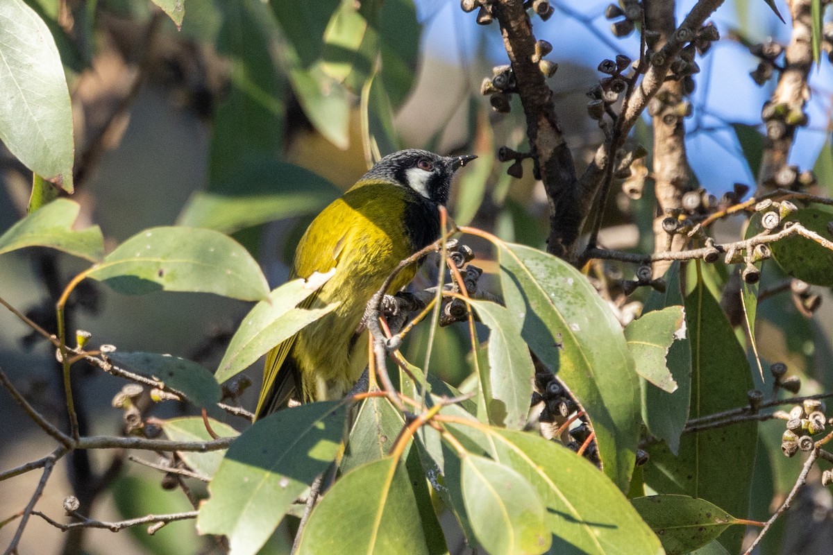 White-eared Honeyeater - ML622086567