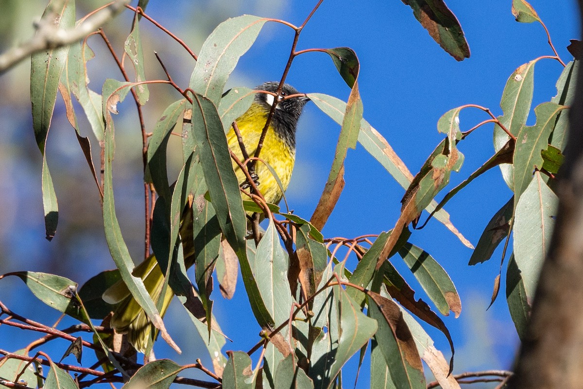 White-eared Honeyeater - ML622086575