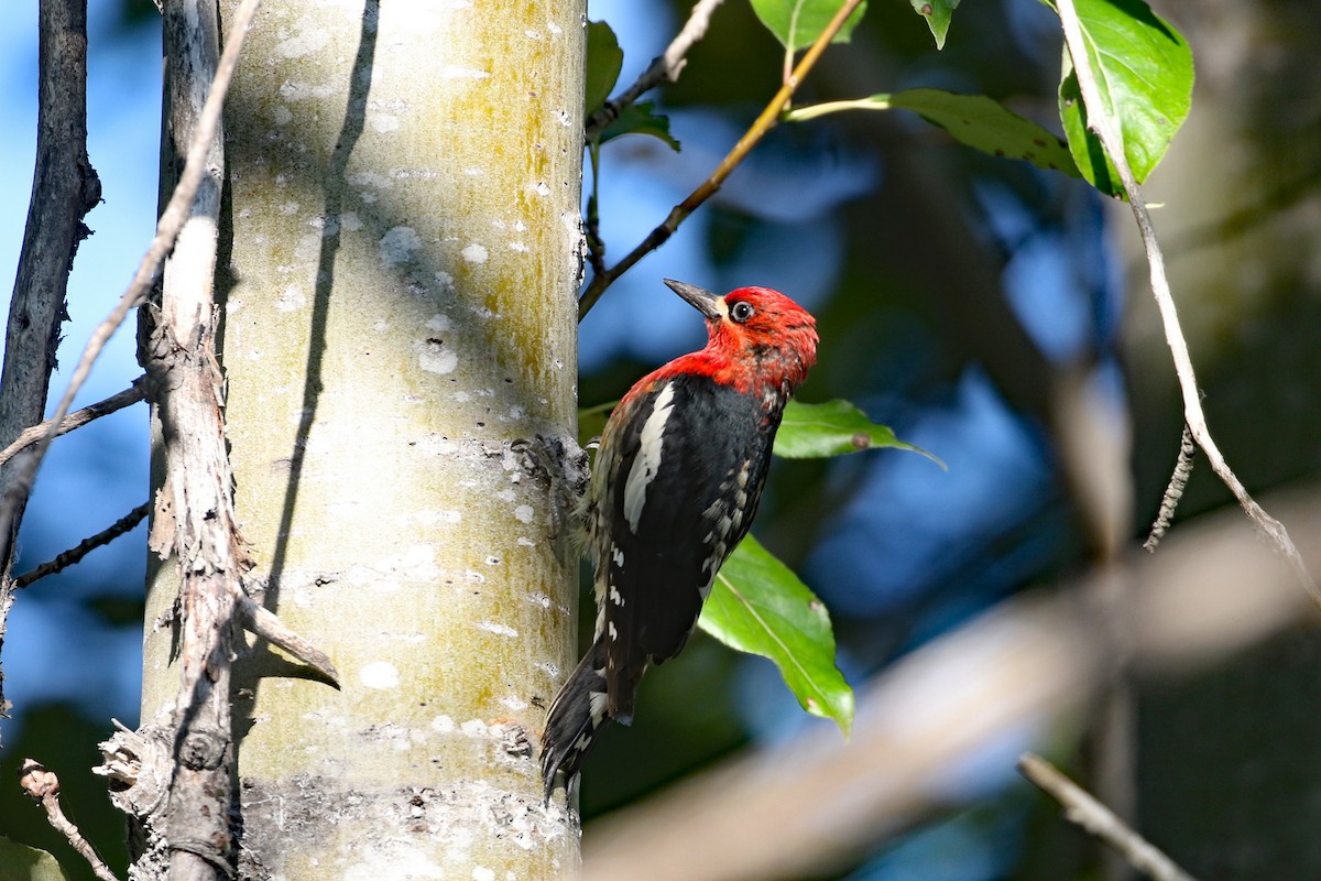 Pic à poitrine rouge - ML622086605