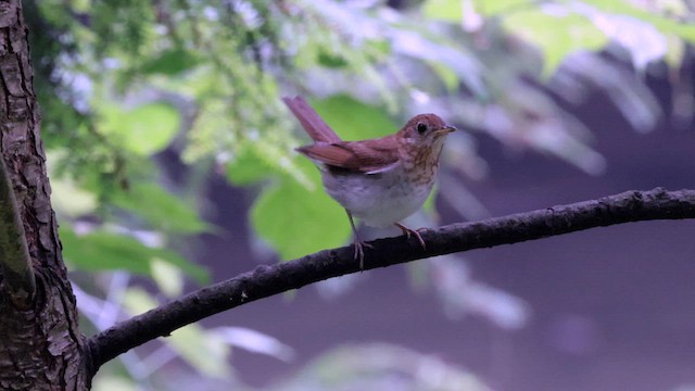 Veery - ML622086618