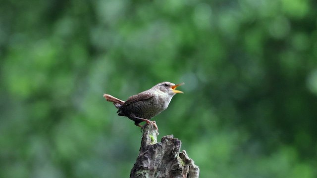 Troglodyte des forêts - ML622086627