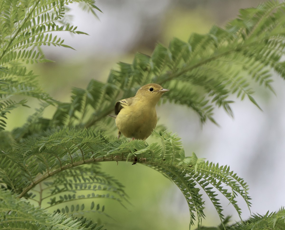 Yellow Warbler - ML622086673