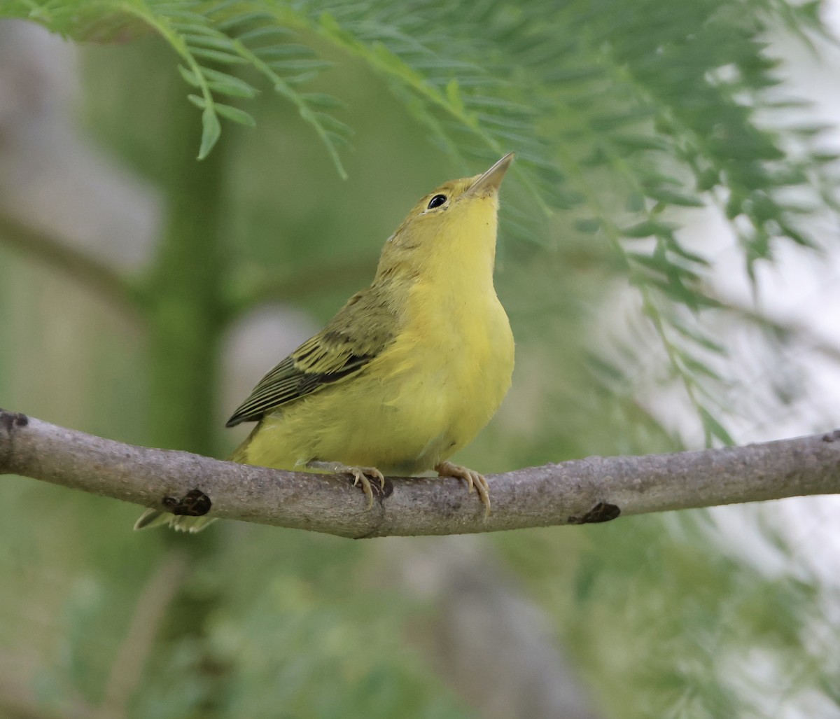 Yellow Warbler - ML622086674