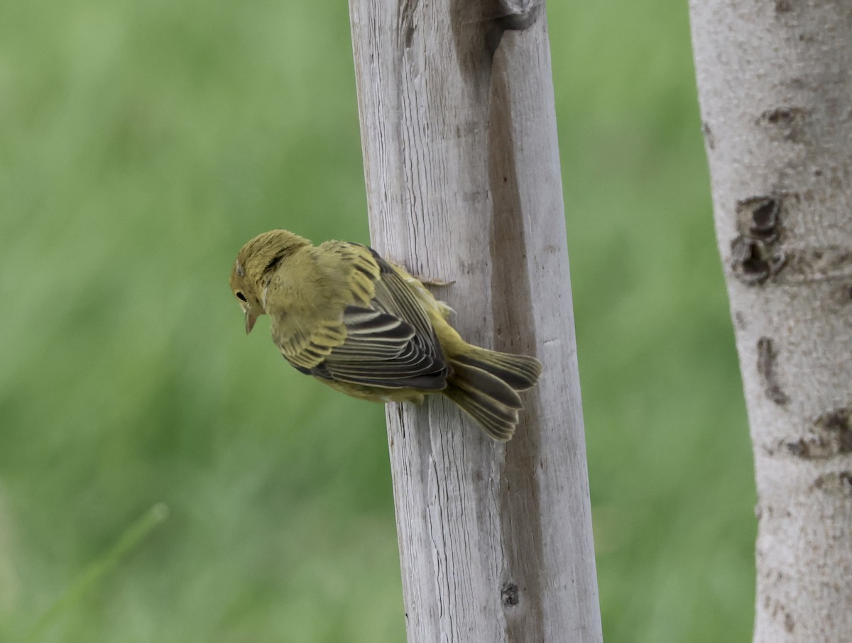 Yellow Warbler - ML622086677