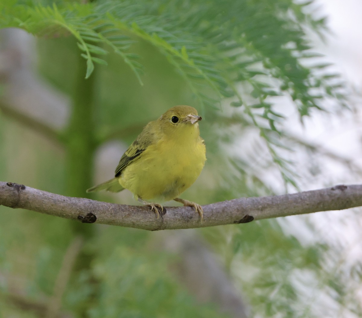 Yellow Warbler - ML622086678