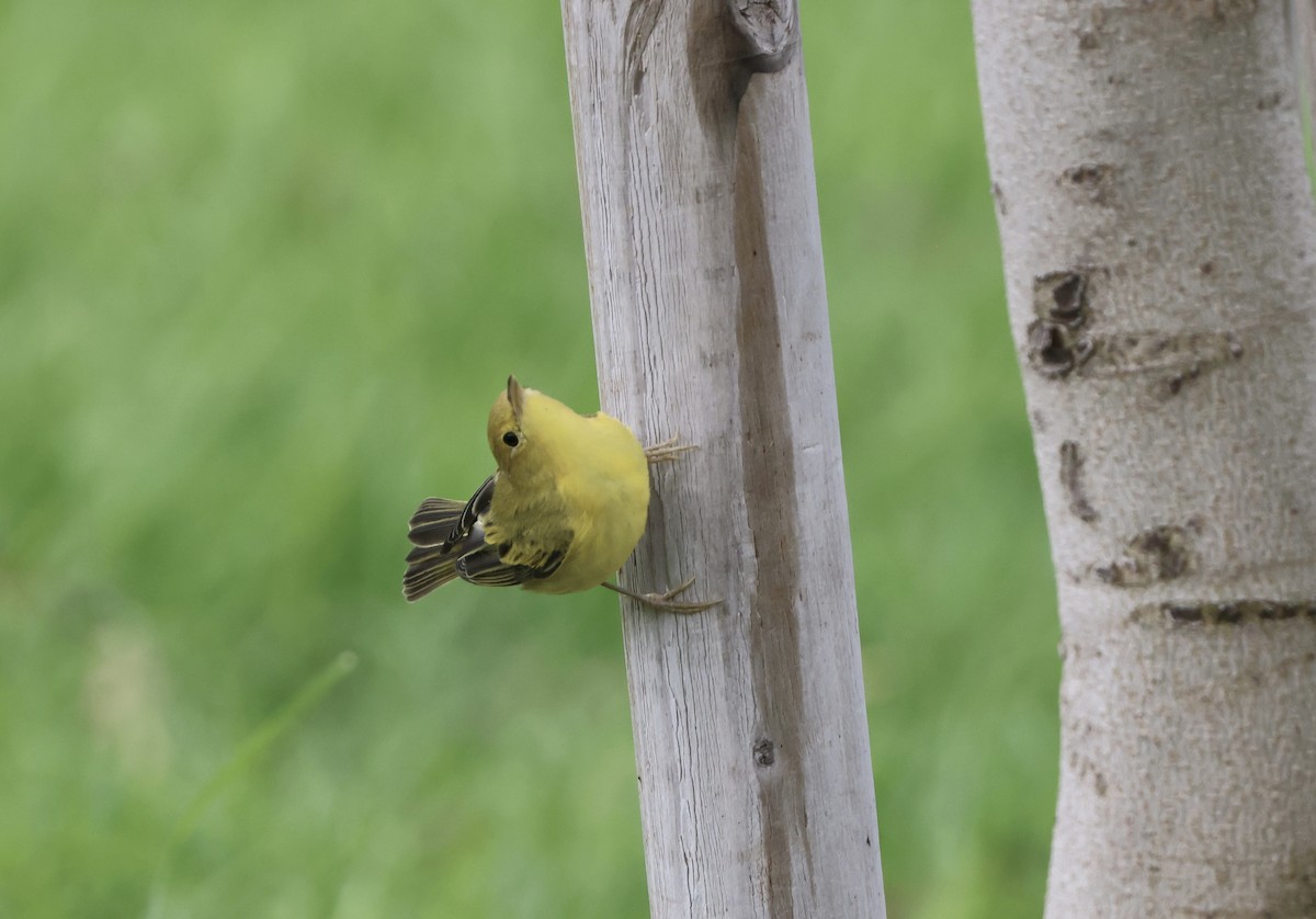 Paruline jaune - ML622086680