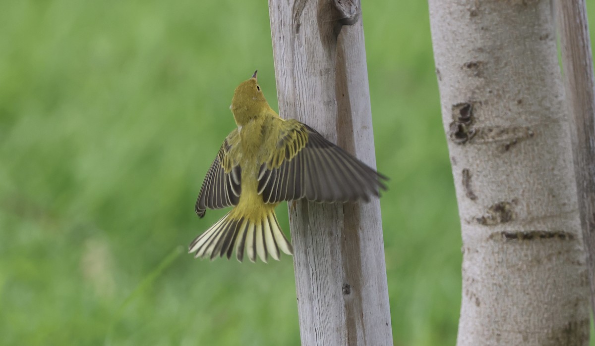 Yellow Warbler - ML622086681