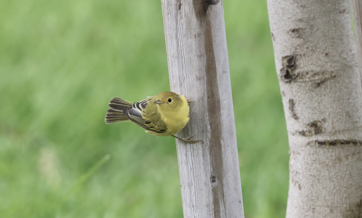 Paruline jaune - ML622086682