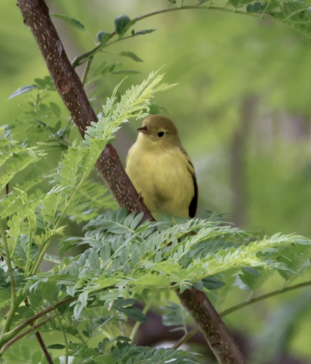 Yellow Warbler - Carolyn Thiele