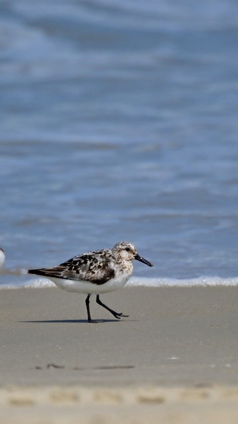 Sanderling - ML622086687