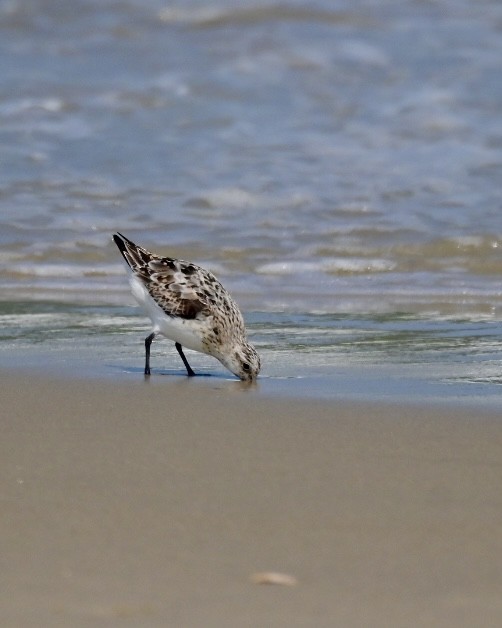 Sanderling - Christine Adams