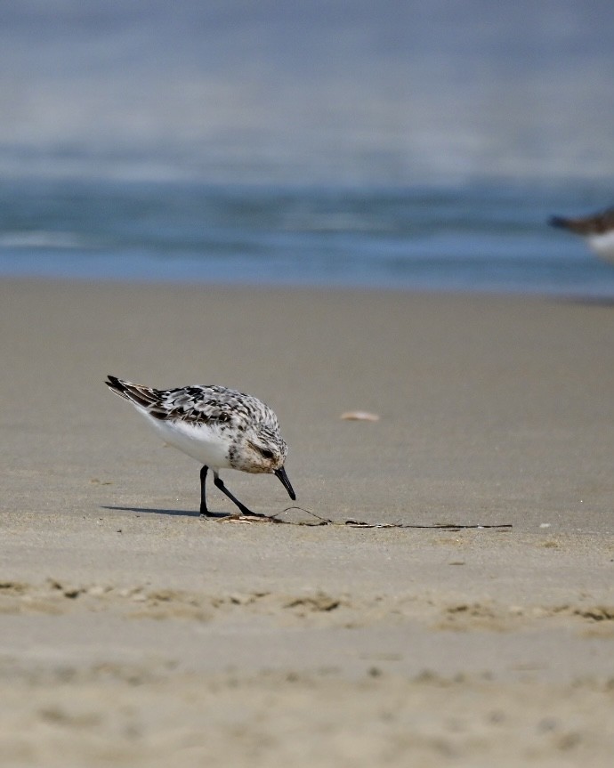 Sanderling - ML622086689