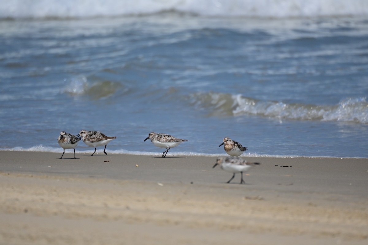 Sanderling - ML622086690