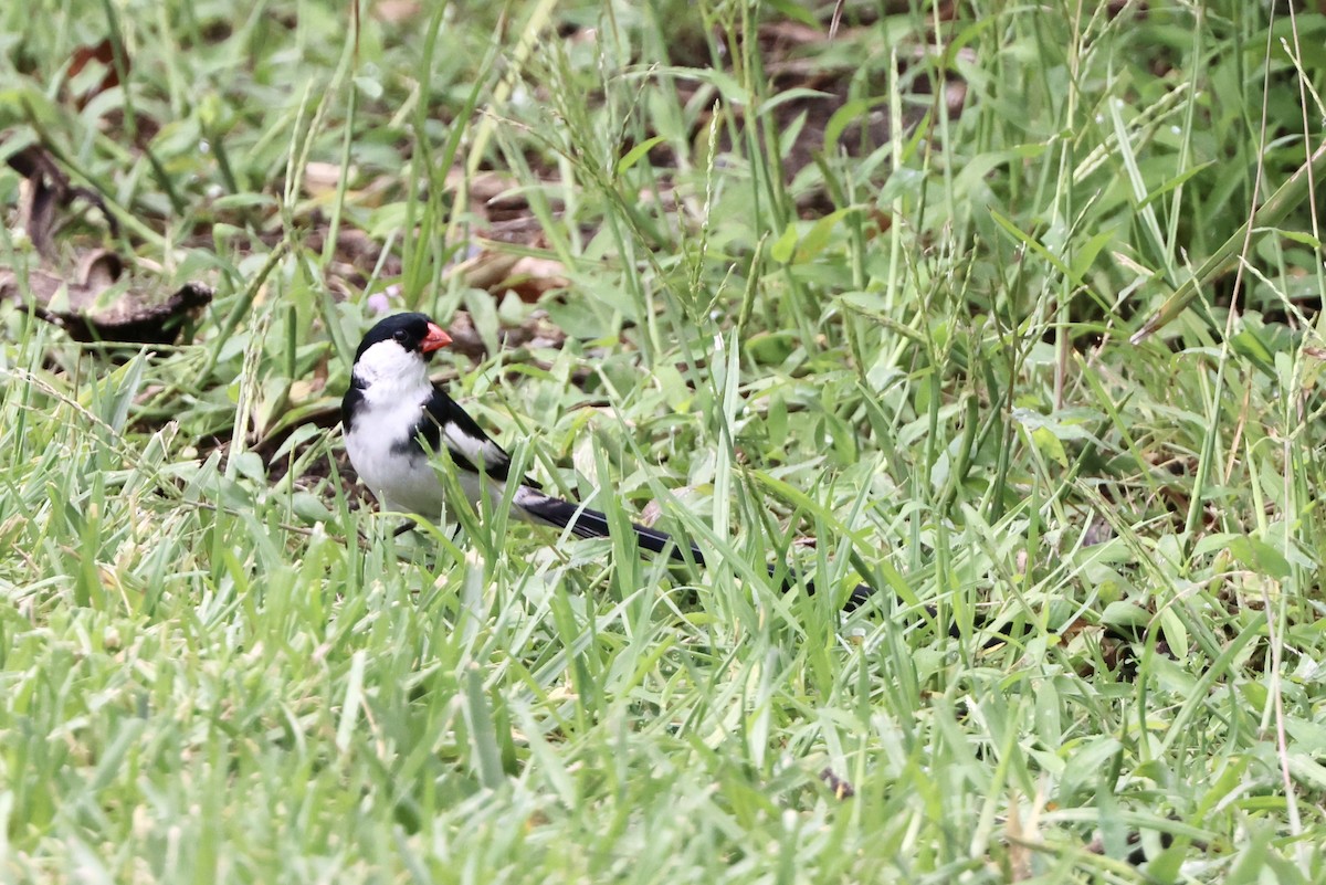 Pin-tailed Whydah - Carolyn Thiele