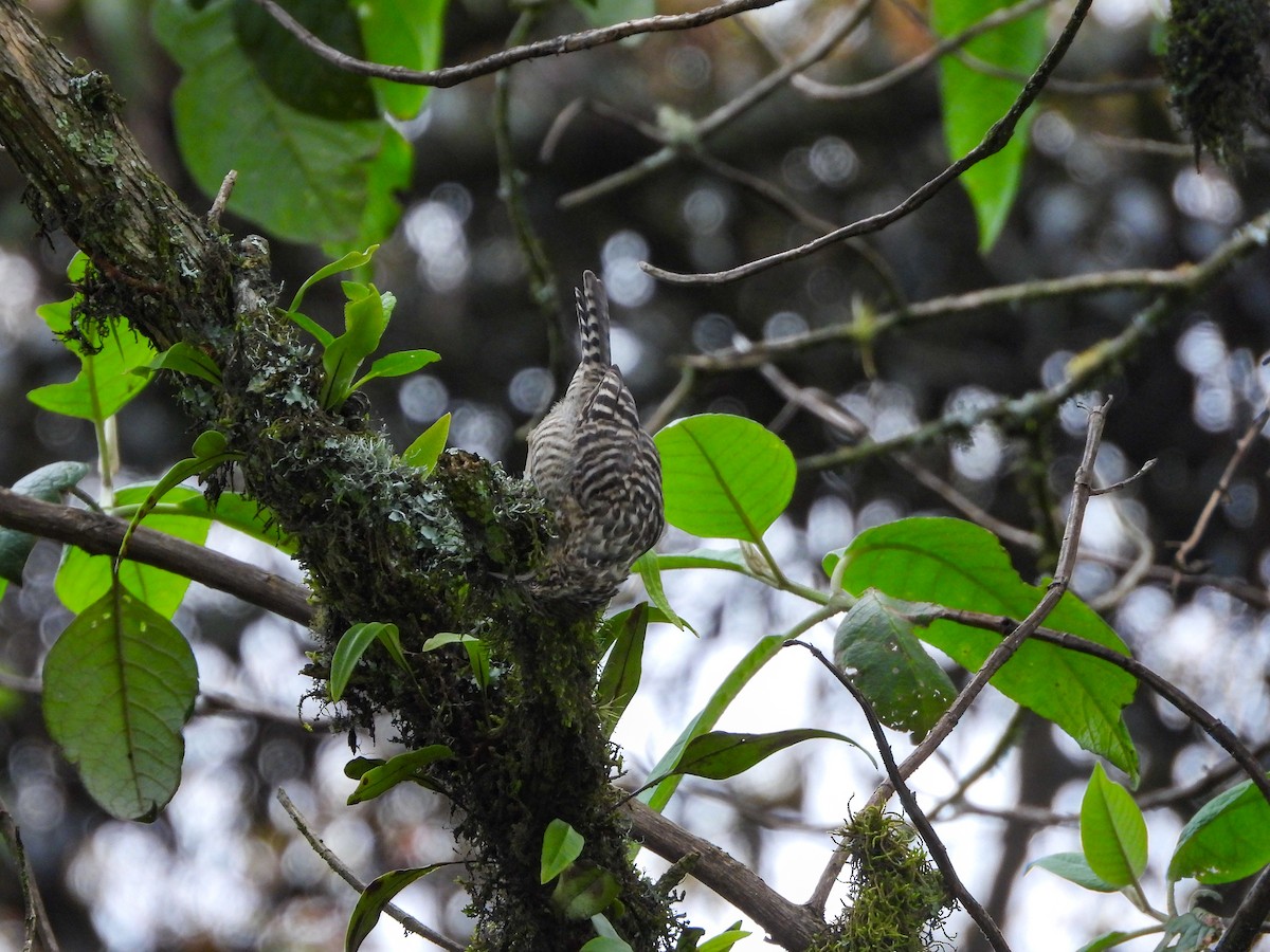 Gray-barred Wren - ML622086781