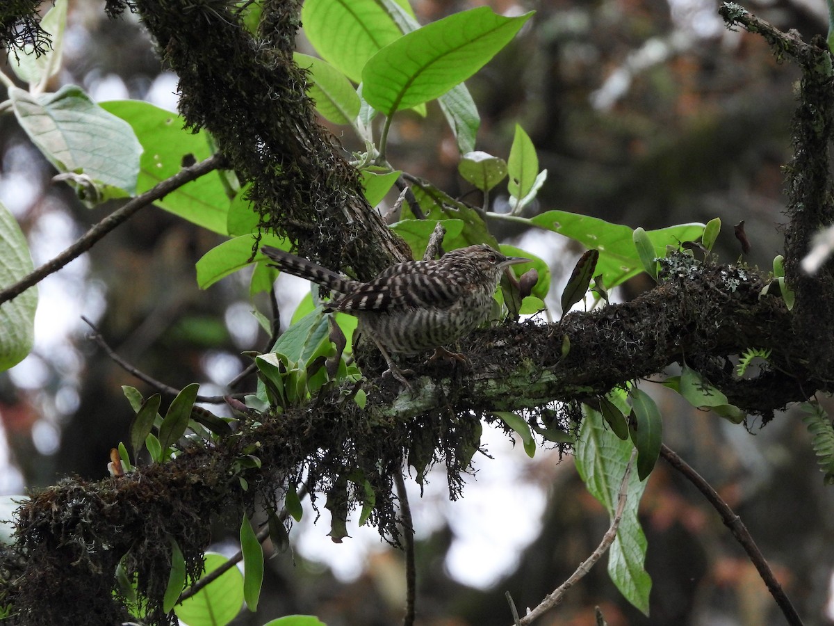 Gray-barred Wren - ML622086782