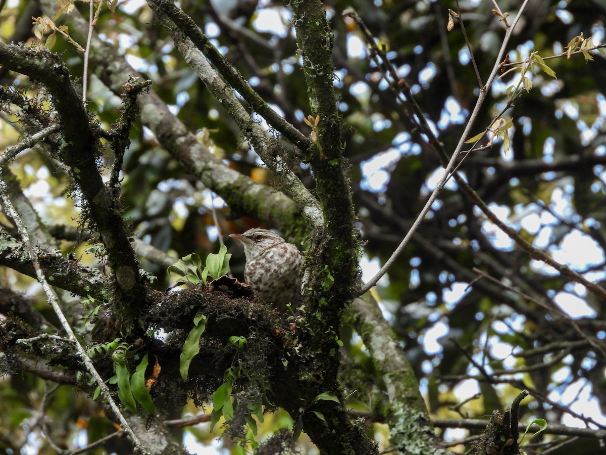 Gray-barred Wren - ML622086784