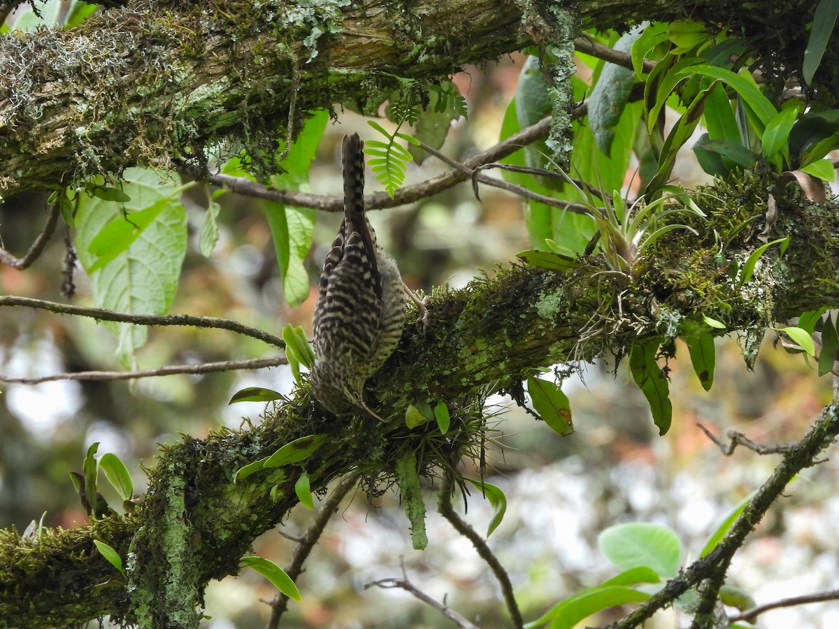 Gray-barred Wren - ML622086785