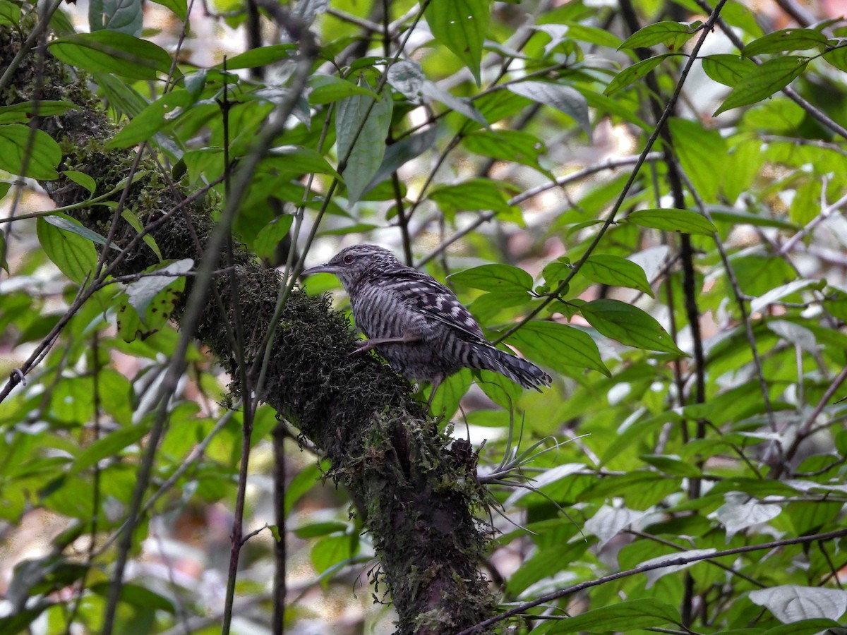 Gray-barred Wren - ML622086786