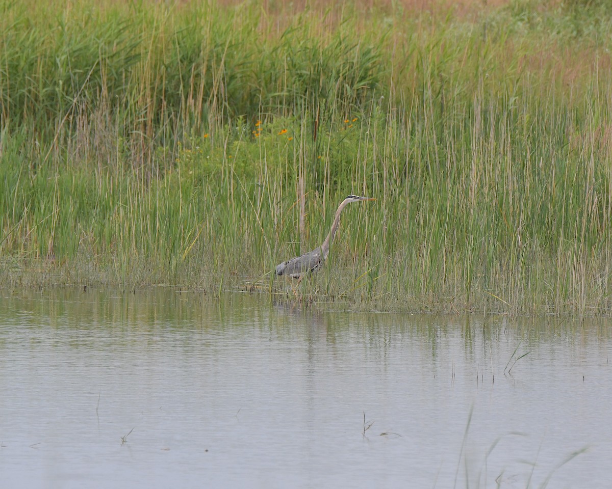 Great Blue Heron - ML622086787