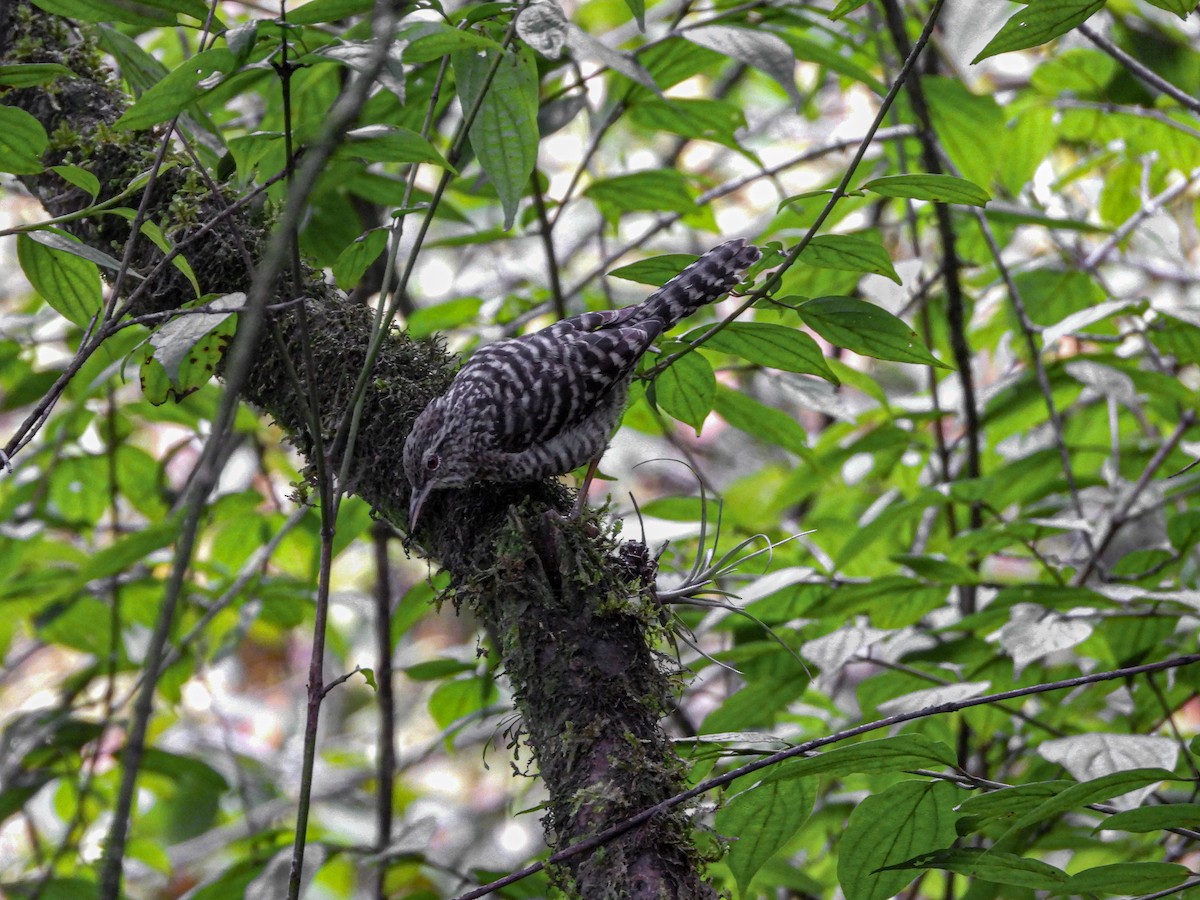 Gray-barred Wren - ML622086789