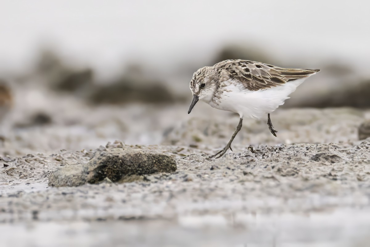 Semipalmated Sandpiper - ML622086790