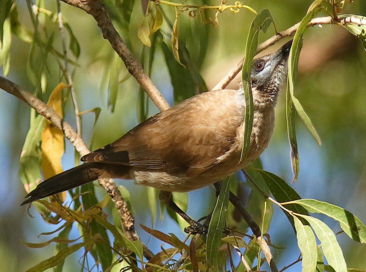 Little Friarbird - ML622086792