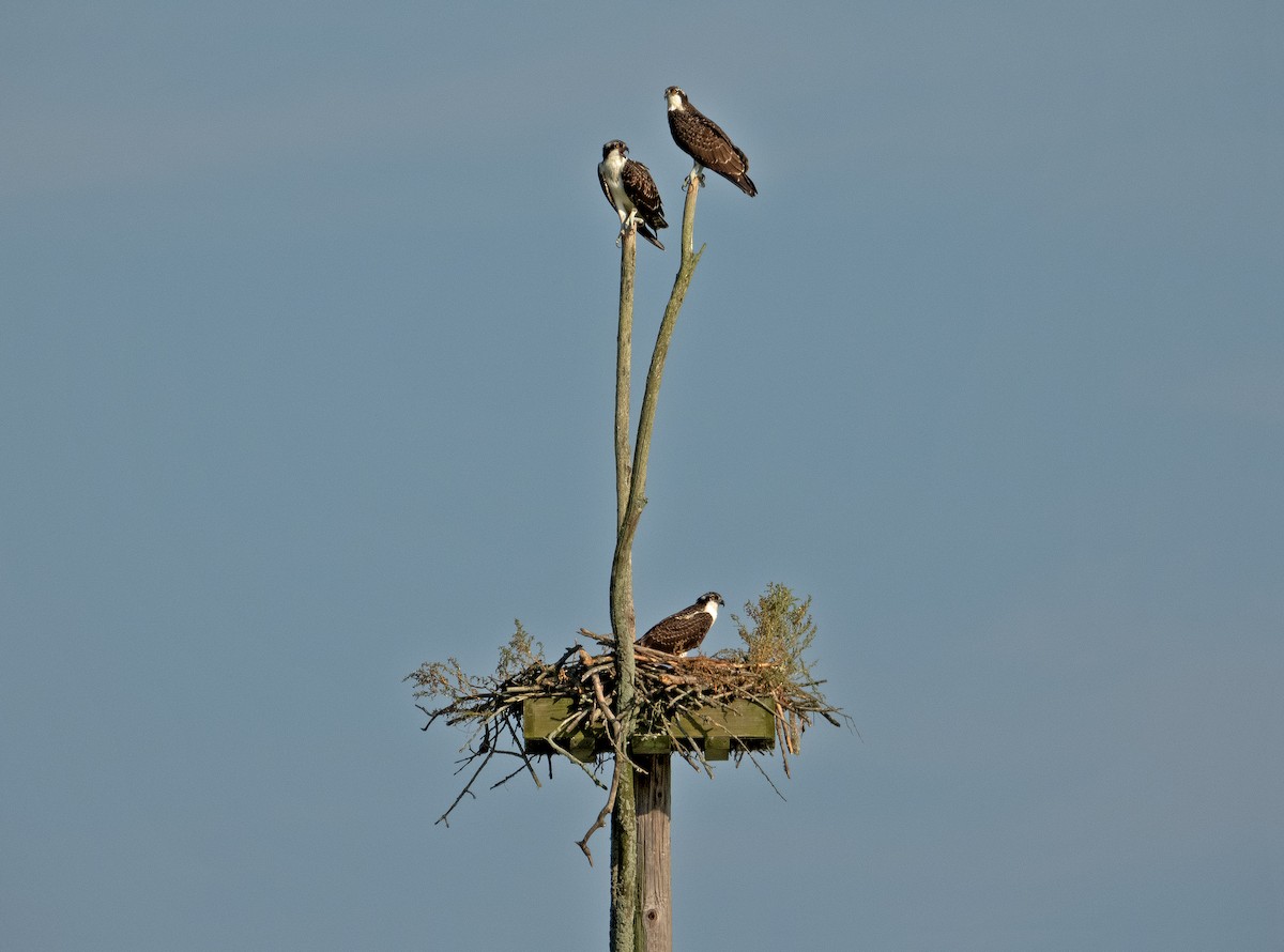 Osprey - ML622086794