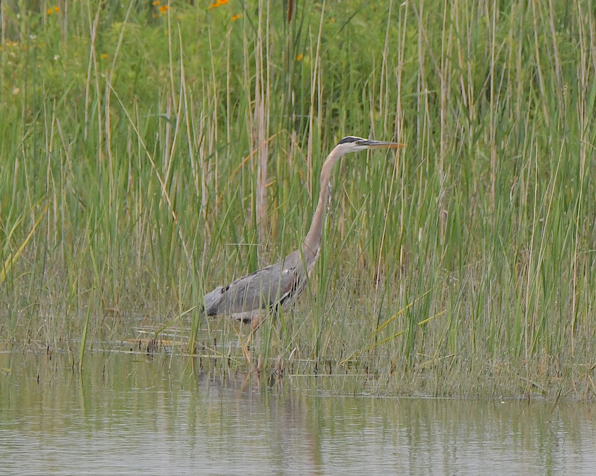 Great Blue Heron - ML622086795