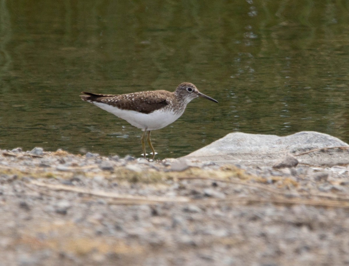 Solitary Sandpiper - Tristan Semeniuk