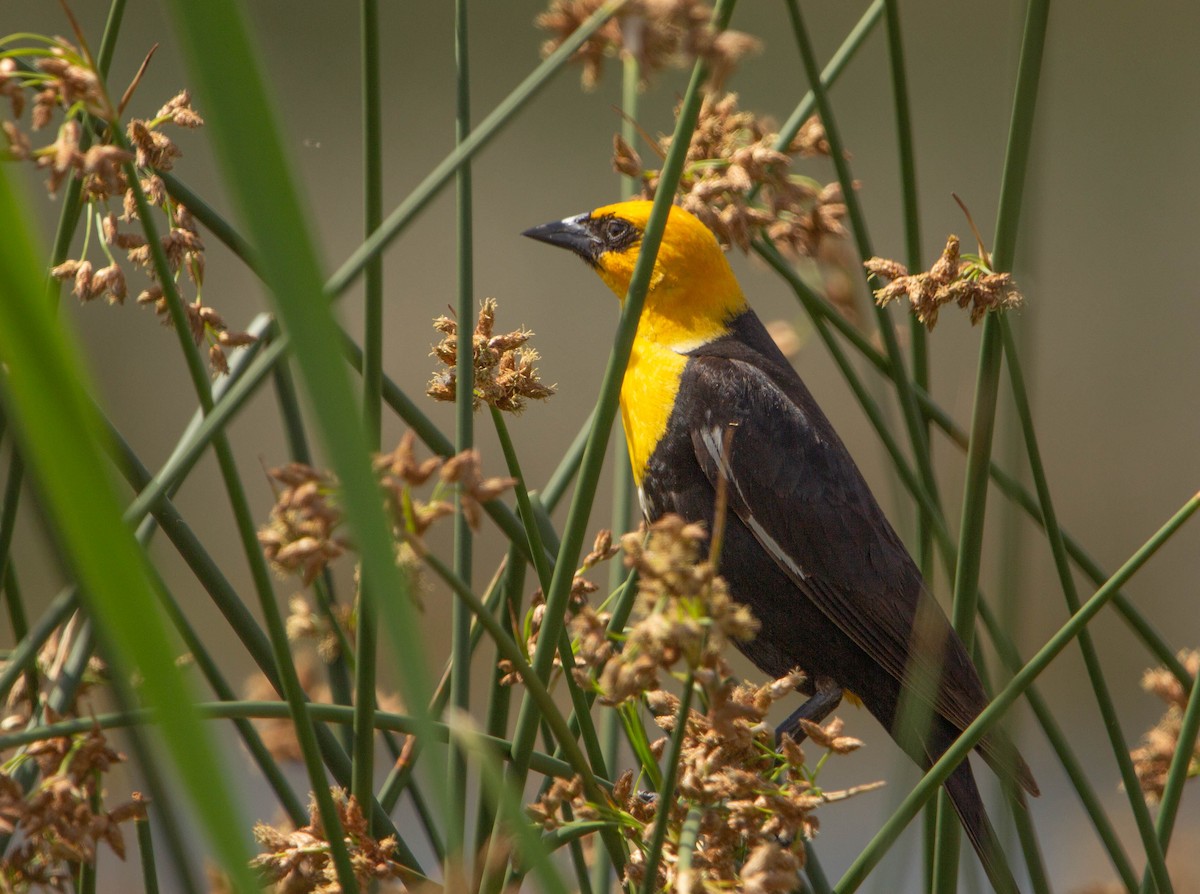 Yellow-headed Blackbird - ML622086802