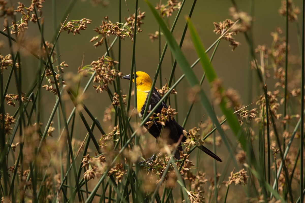 Yellow-headed Blackbird - ML622086803