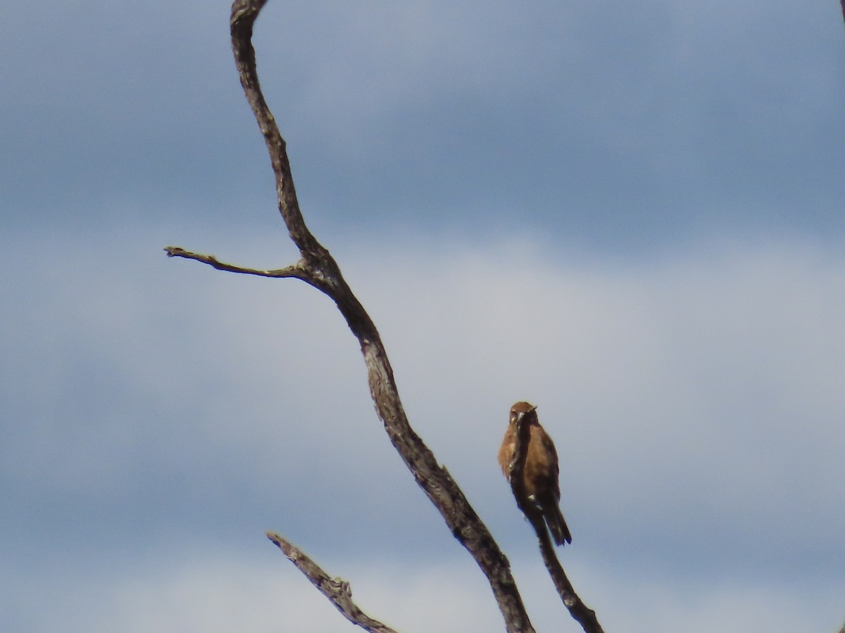 Brown Falcon - Scott and Jenny Pascoe