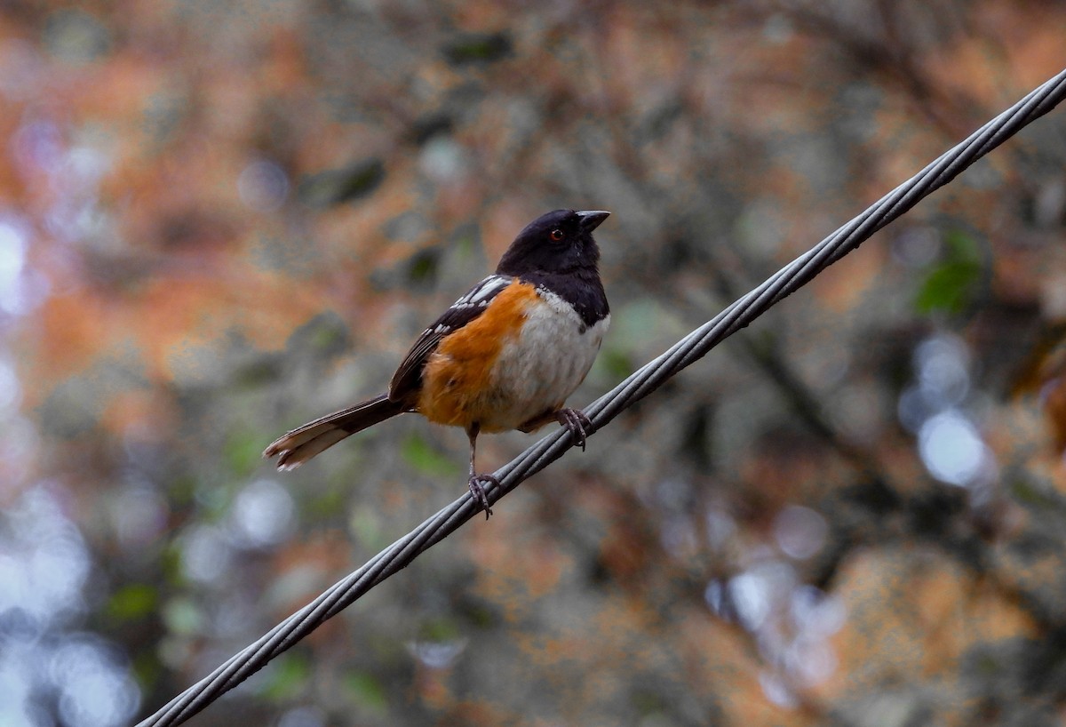 Spotted Towhee - ML622086807