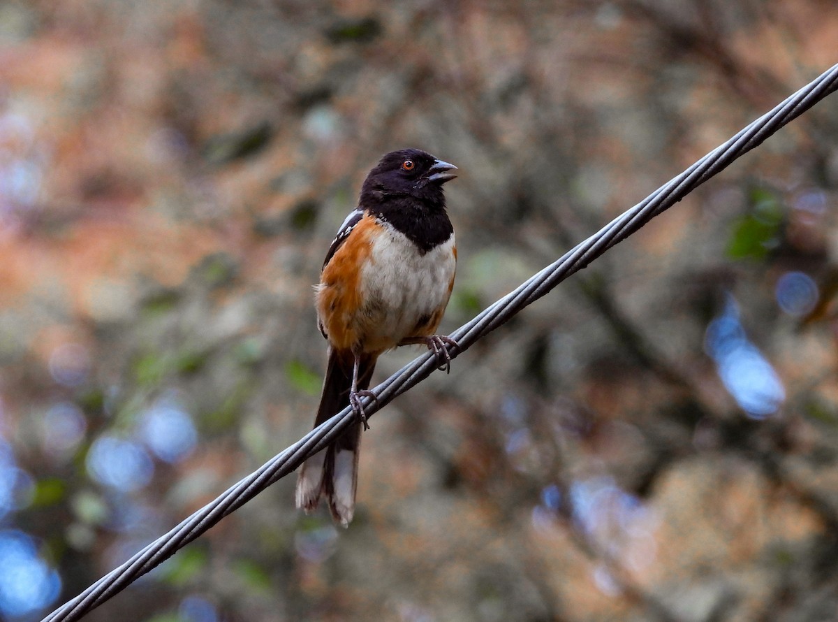 Spotted Towhee - ML622086808