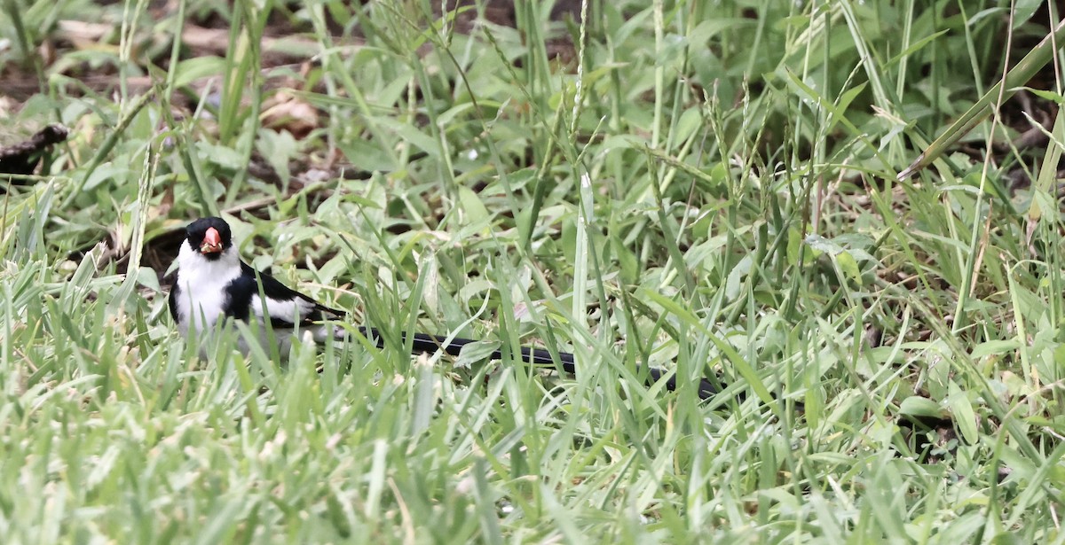 Pin-tailed Whydah - ML622086810